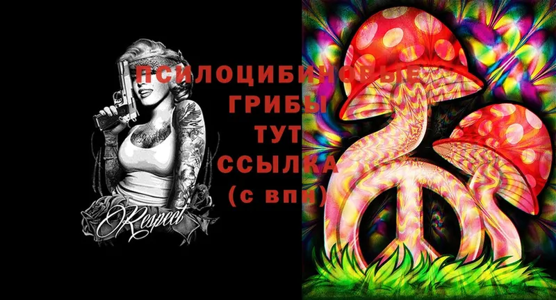 Псилоцибиновые грибы Psilocybine cubensis  Бакал 